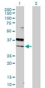 Anti-RAB7A antibody produced in rabbit