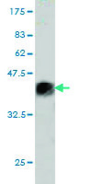 Monoclonal Anti-SALF antibody produced in