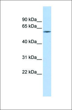 Anti-ZNF205 antibody produced in rabbit