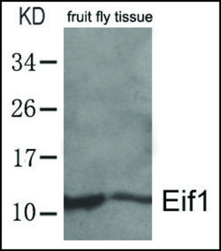 Anti-EIF1 antibody produced in rabbit