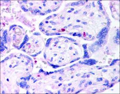 Anti-DUSP16 antibody produced in goat