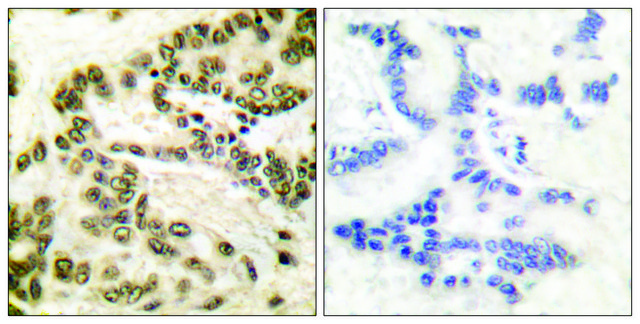 Anti-CREB antibody produced in rabbit