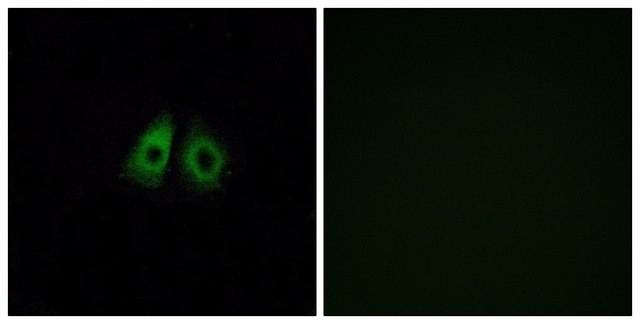 Anti-OR13C3 antibody produced in rabbit