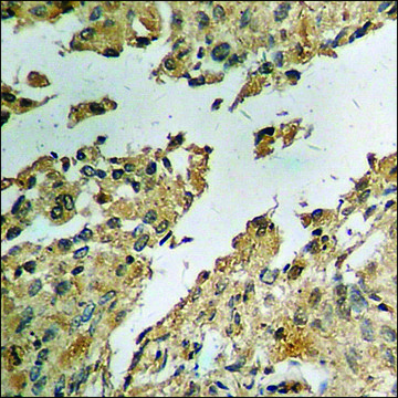 Anti-phospho-c-Jun (pSer?³) antibody produced in