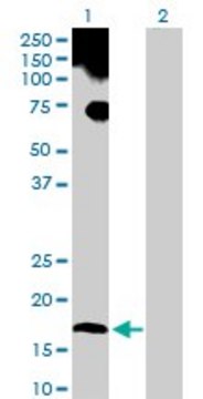 Anti-UBL4A antibody produced in rabbit