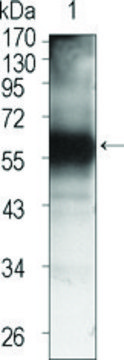 Monoclonal Anti-TEC antibody produced in