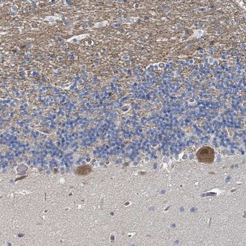 Anti-MDGA1 antibody produced in rabbit