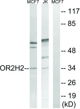 Anti-OR2H2, C-Terminal antibody produced in