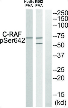 Anti-phospho-C-RAF (pSer??²) antibody produced in