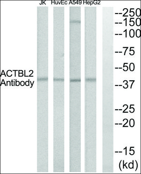 Anti-ACTBL2 antibody produced in rabbit