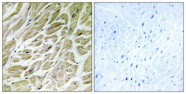 Anti-MRPS24 antibody produced in rabbit