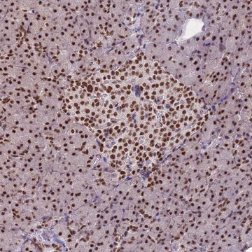 Anti-ESF1 antibody produced in rabbit