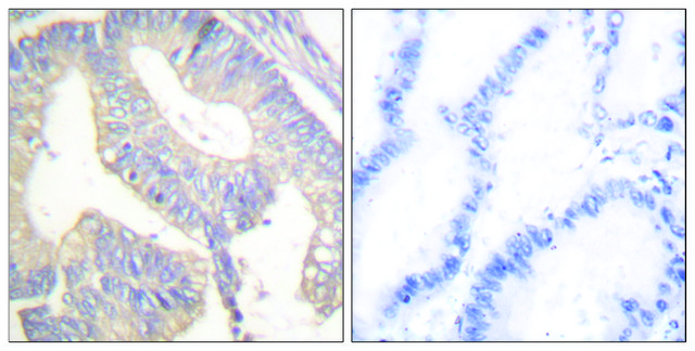 Anti-Gastrin antibody produced in rabbit