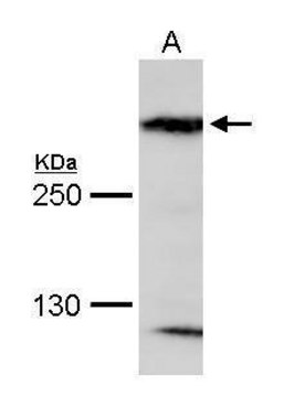 Anti-MAP1B antibody produced in rabbit