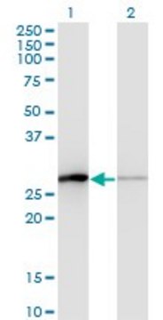 Monoclonal Anti-TCEAL1 antibody produced in