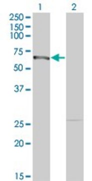 Monoclonal Anti-DMAP1, (N-terminal) antibody produced