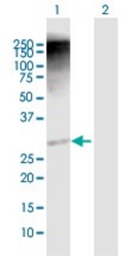 Anti-RAD1 antibody produced in rabbit