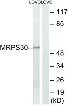 Anti-MRPS30 antibody produced in rabbit
