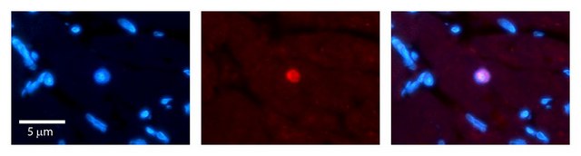 Anti-RING1 (ab2) antibody produced in