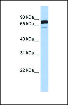 Anti-MTMR12 antibody produced in rabbit