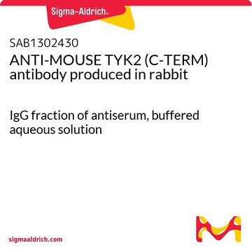 ANTI-MOUSE TYK2 (C-TERM) antibody produced