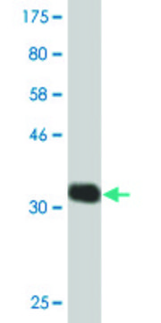Monoclonal Anti-CHST5, (C-terminal) antibody produced
