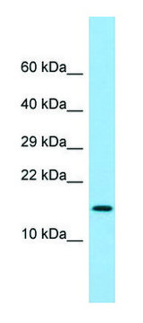 Anti-LY6G6D (N-terminal) antibody produced in