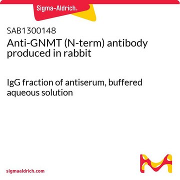 Anti-GNMT (N-term) antibody produced in