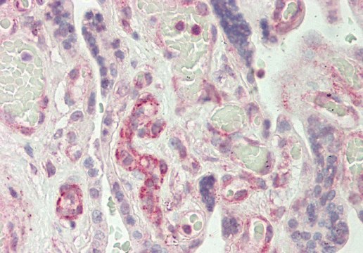 Anti-RAPGEF1 antibody produced in rabbit