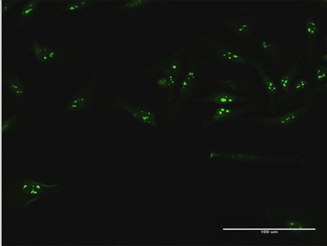 Anti-WDR50 antibody produced in mouse