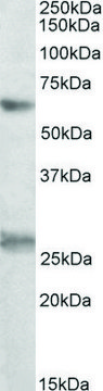 Anti-EIF2B4 antibody produced in goat