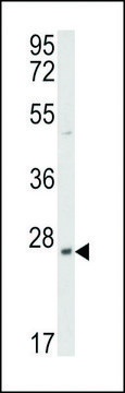 ANTI-PRL3 antibody produced in rabbit