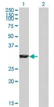 Anti-GAS2 antibody produced in rabbit
