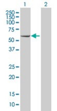 Monoclonal Anti-EBF antibody produced in