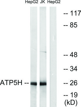 Anti-ATP5H antibody produced in rabbit