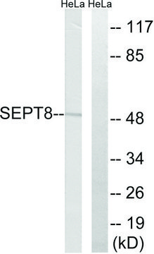Anti-SEPT8 antibody produced in rabbit