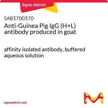 Anti-Guinea Pig IgG (H+L) antibody