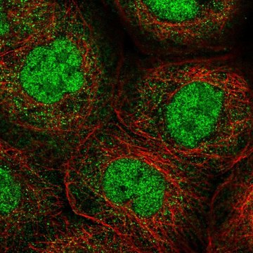 Anti-ANKRD11 antibody produced in rabbit