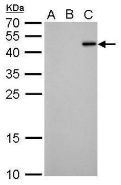 Monoclonal Anti-RFP antibody produced in
