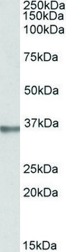 Anti-SPON2 antibody produced in goat