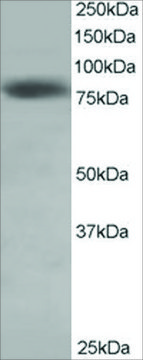 Anti-HEC1 antibody produced in goat
