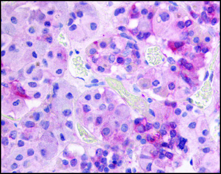 Anti-GPR37L1 (AB1) antibody produced in
