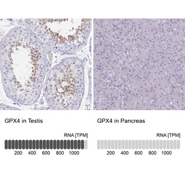 Anti-GPX4 antibody produced in rabbit