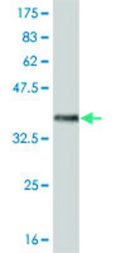 ANTI-FRZB antibody produced in mouse