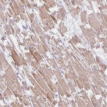 Anti-PLA2G5 antibody produced in rabbit