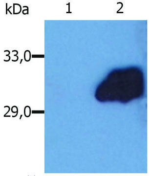 Monoclonal Anti-SOCS3 antibody produced in