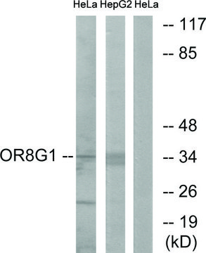 Anti-OR8G1 antibody produced in rabbit