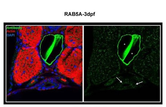 Anti-RAB5A antibody produced in rabbit