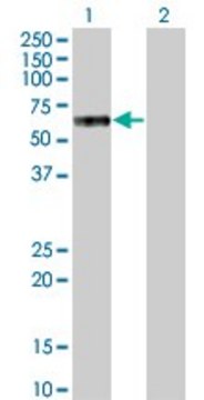 ANTI-MKNK1 antibody produced in mouse