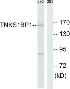 Anti-TNKS1BP1 antibody produced in rabbit